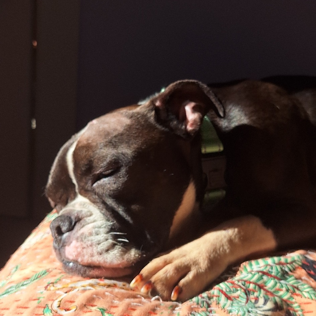 Zelda — thumbnail 5