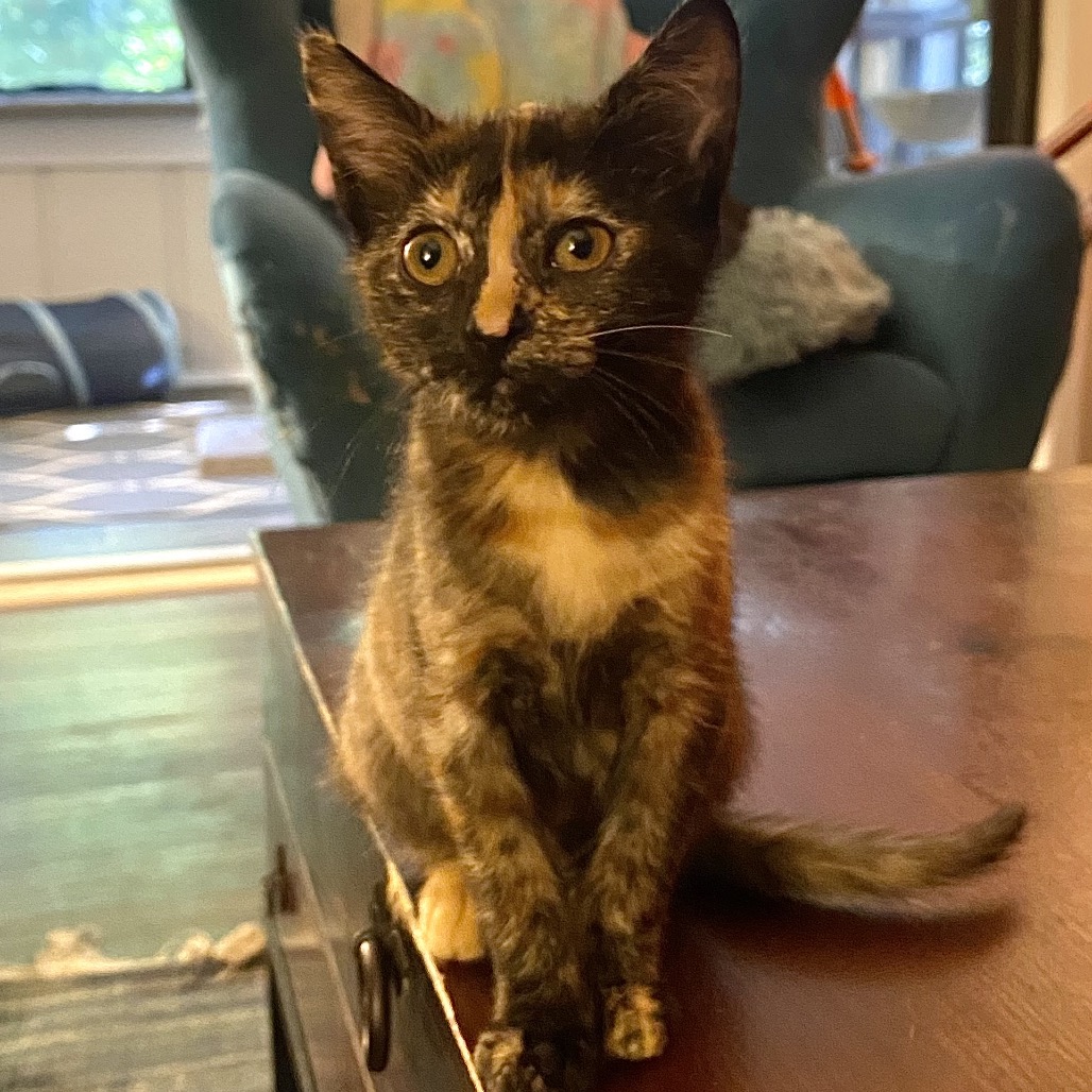 AZARI - Domestic Shorthair available for adoption