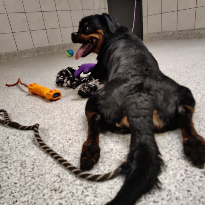 Bambi — thumbnail 5