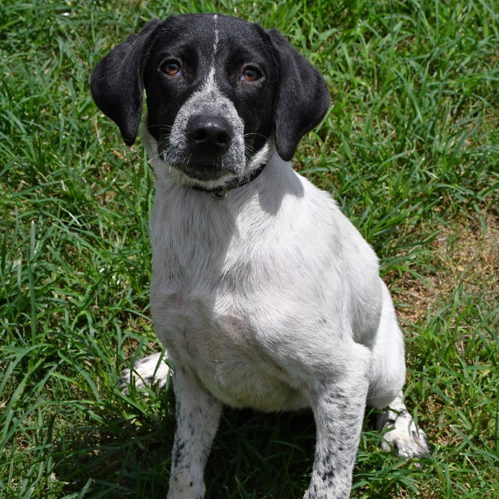DUSTY - Cattle Dog / Australian (Blue Heeler) for adoption in Beaumont