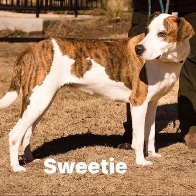 Photo of Sweetie