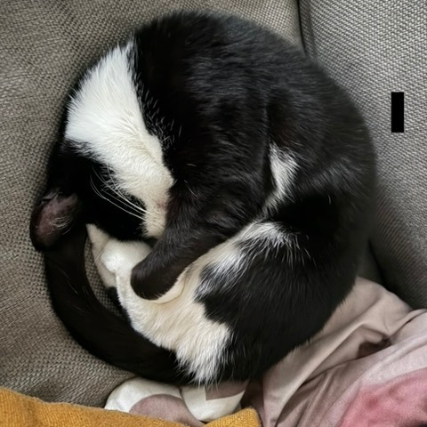 Ms Pacman, photo 21