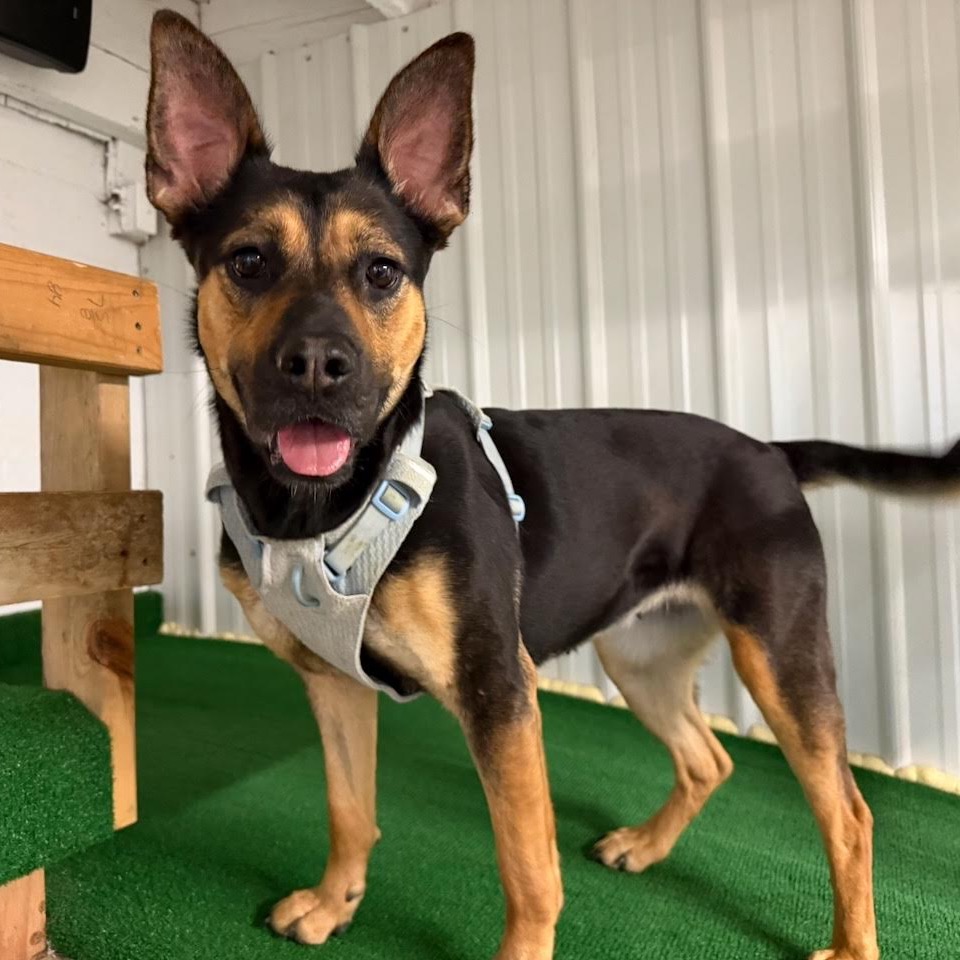 BREEZY - Mixed Breed (Medium) / Shepherd available for adoption