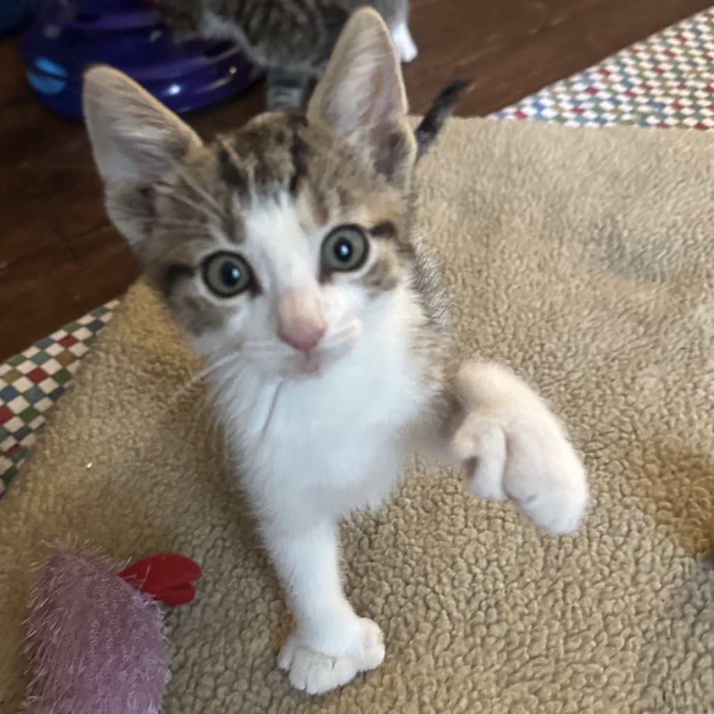 TOENY - Domestic Shorthair / Extra-Toes Cat (Hemingway Polydactyl) available for adoption