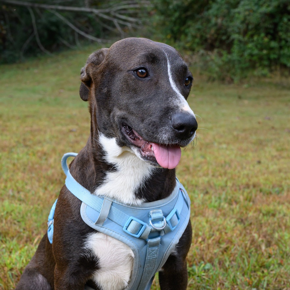 Ruthie, photo 13