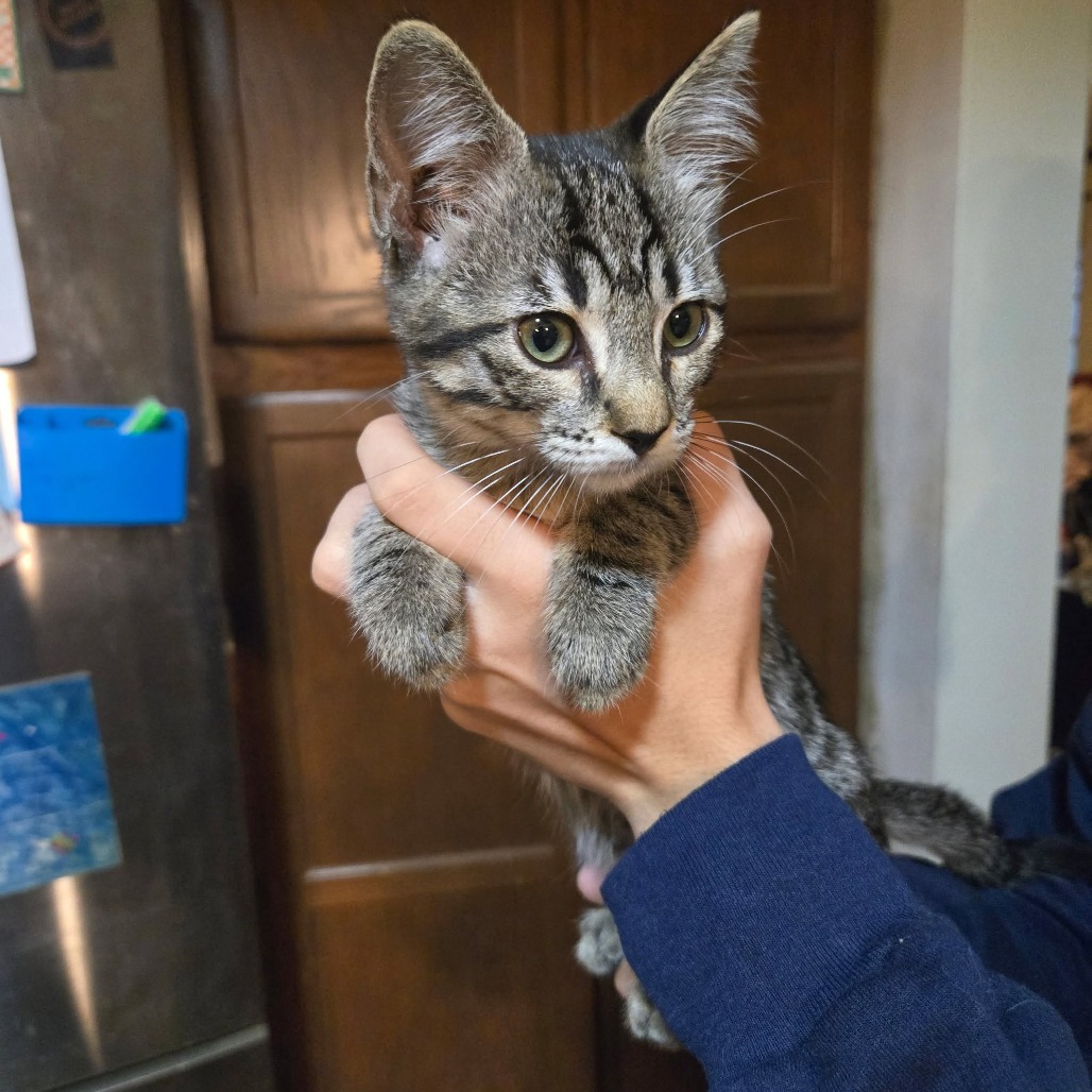 JESSIE KATSOPOLIS - AT PETSMART MADISON EAST - Domestic Shorthair available for adoption