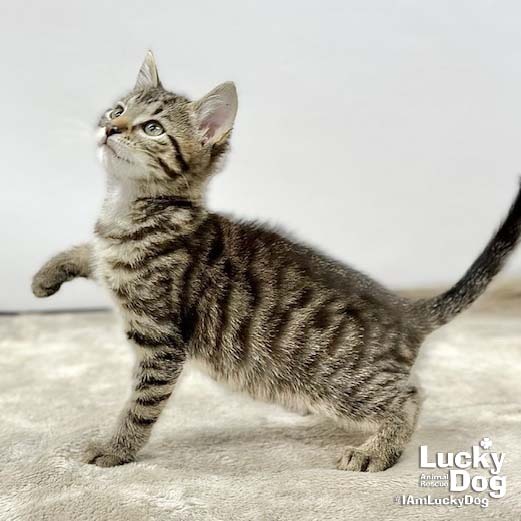 LUCAS - Domestic Shorthair available for adoption