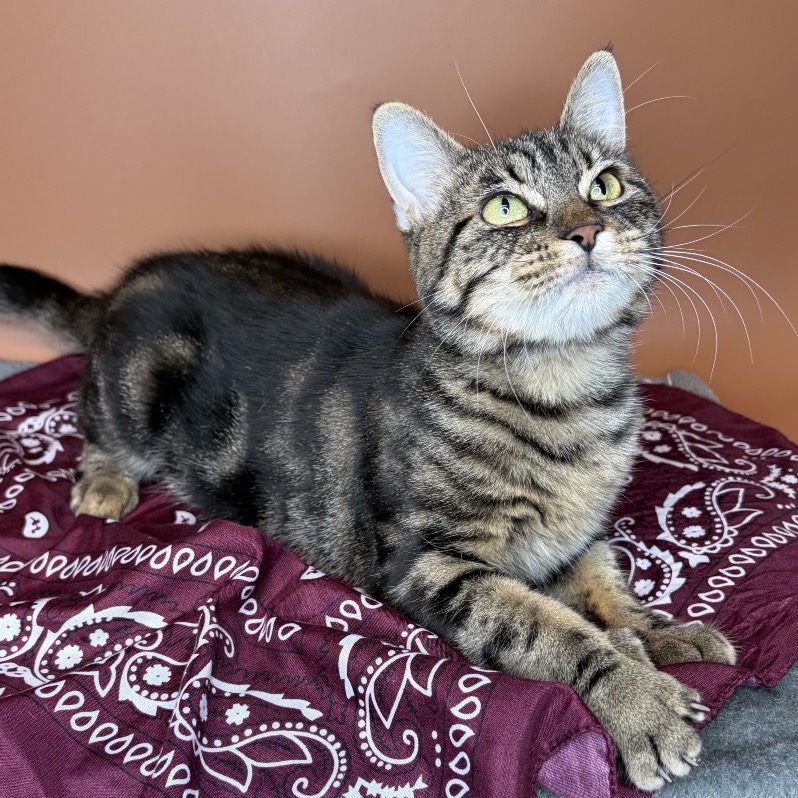 LITTLE ONE - Domestic Shorthair available for adoption