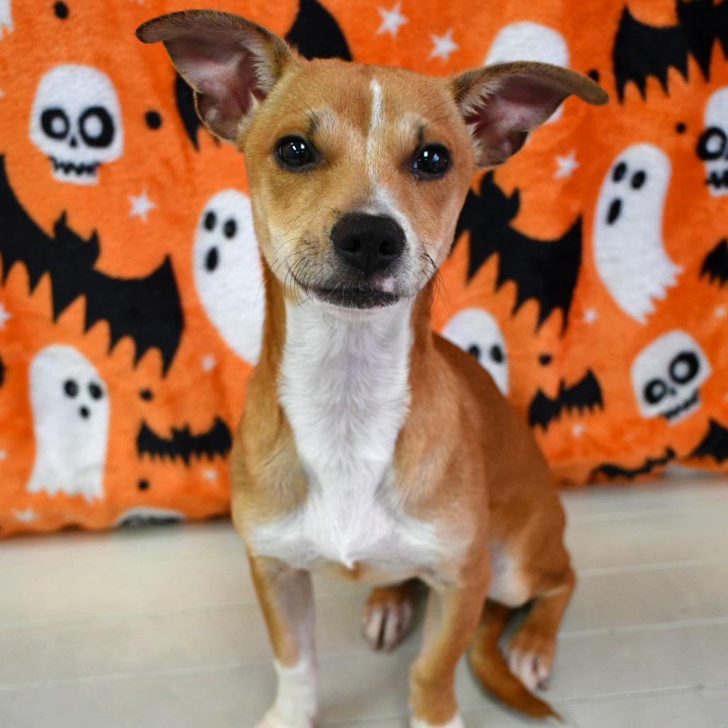 JOJO - Chihuahua available for adoption