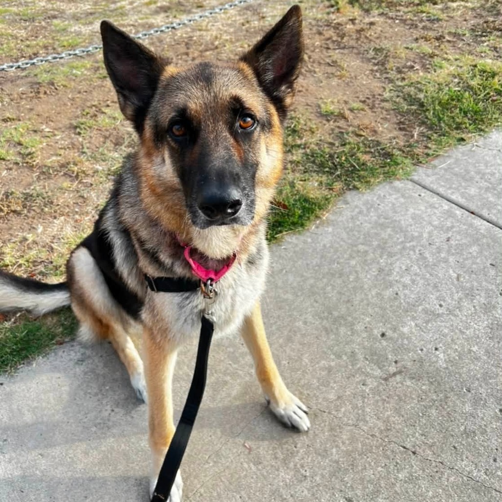 Rosco, photo 8