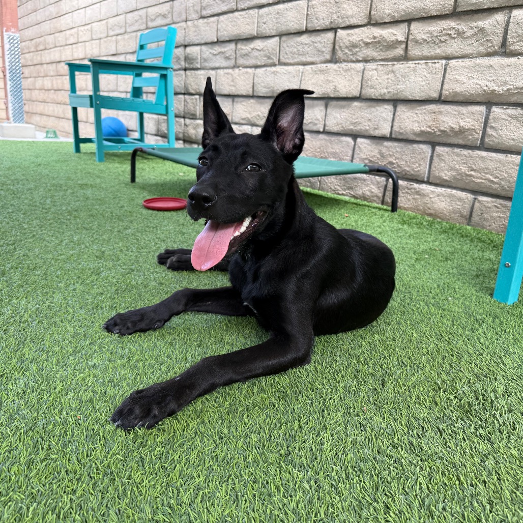 TOOFIE - Mixed Breed (Medium) available for adoption