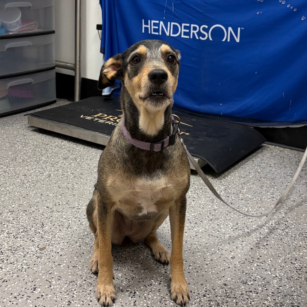 MOLLY - Terrier, Airedale / Mixed Breed (Medium) available for adoption