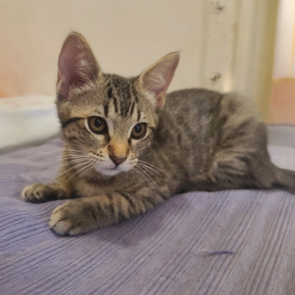 Moxie, photo 3
