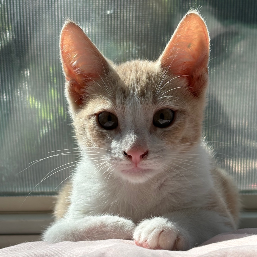 FIVE-OH - Domestic Shorthair available for adoption