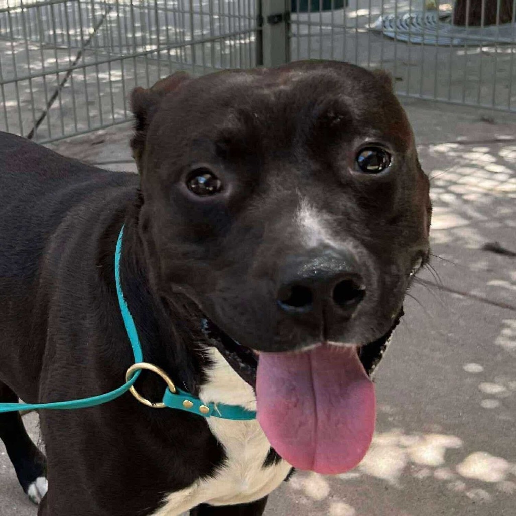 Kettle — thumbnail 3