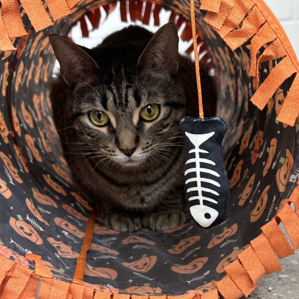 Stormy (AKA Eepy), photo 8