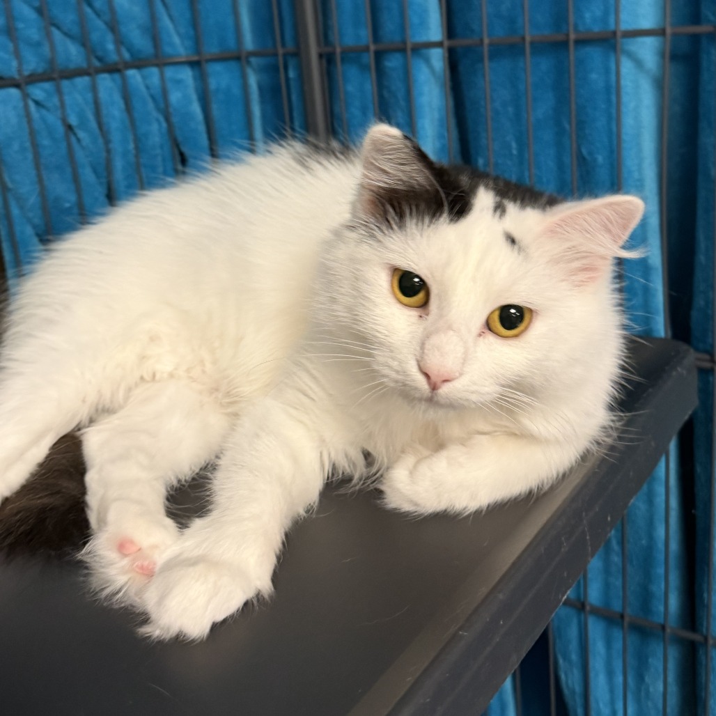 AMOLY - Domestic Medium Hair for adoption in Mesa