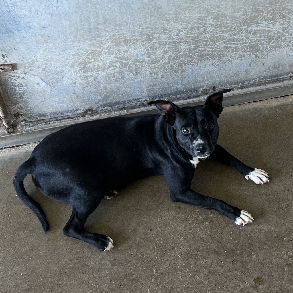 MADDIE - Terrier, Staffordshire Bull / Mix available for adoption
