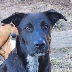 SMOKEY - Shepherd, German / Mix available for adoption
