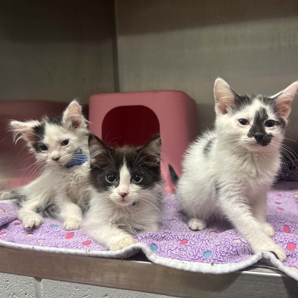 AQUAFINA - Domestic Medium Hair available for adoption