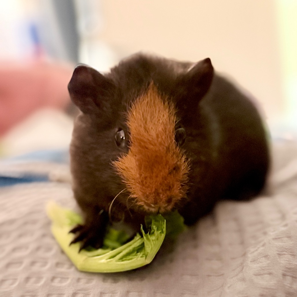 Photo of Hashbrown 5