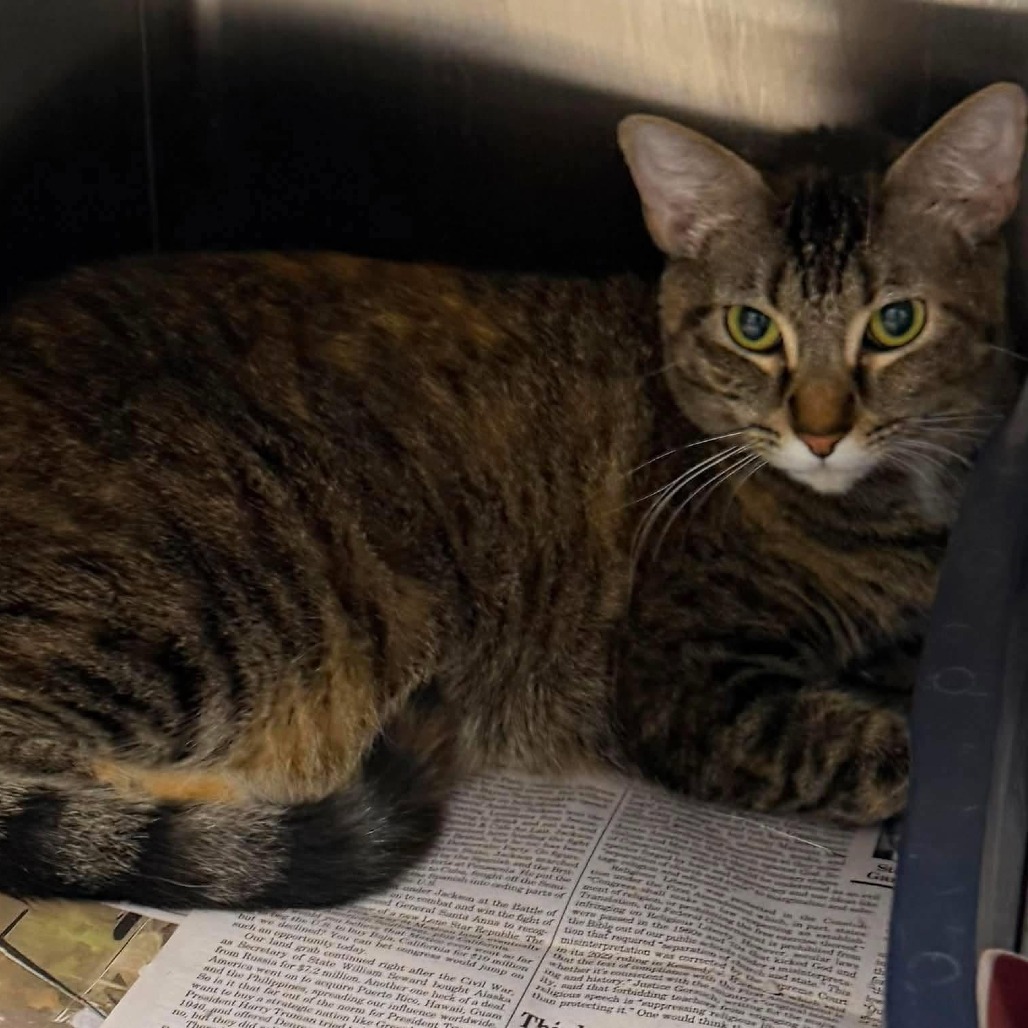 CHRISTMAS - Domestic Shorthair / Mix available for adoption