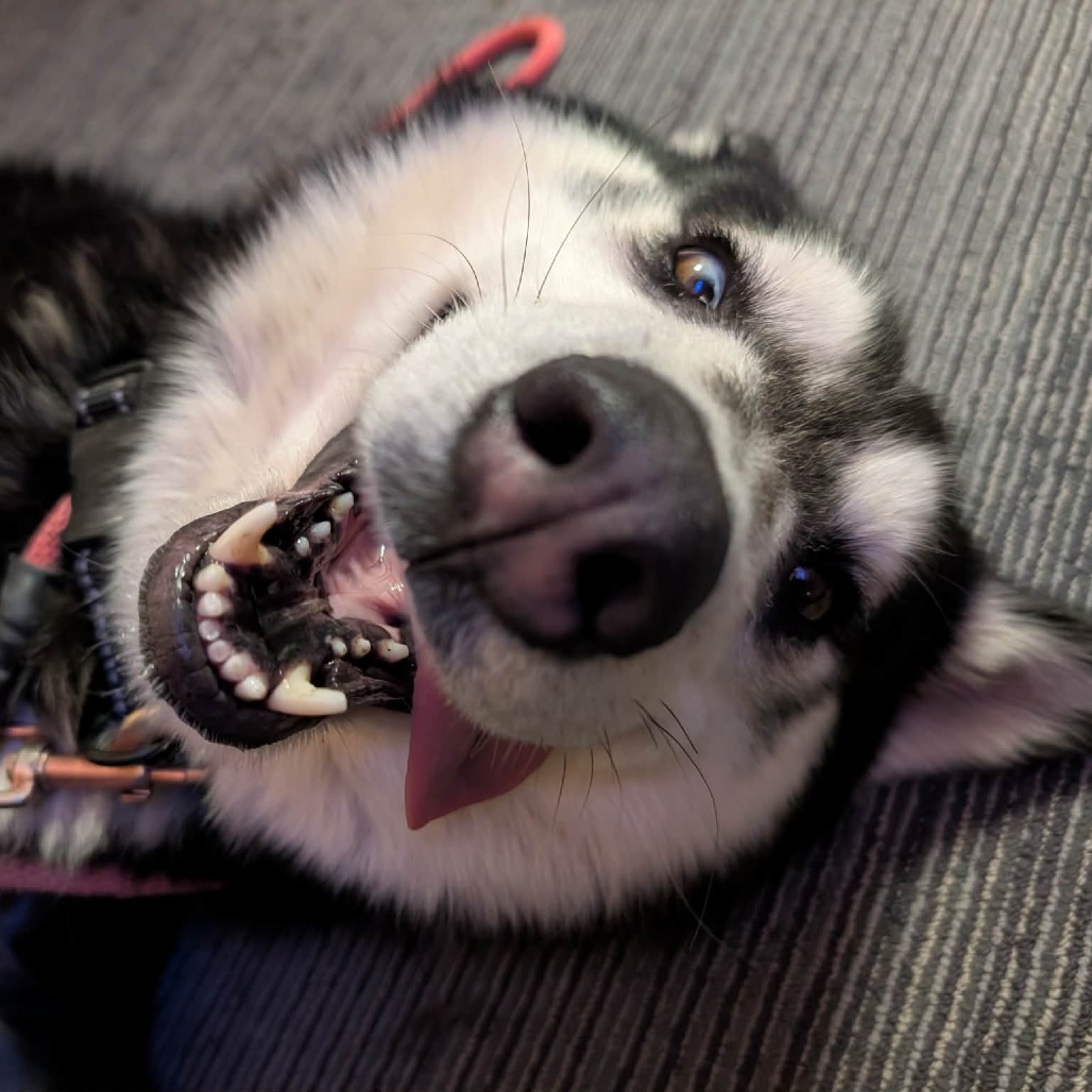 Bandit — thumbnail 3