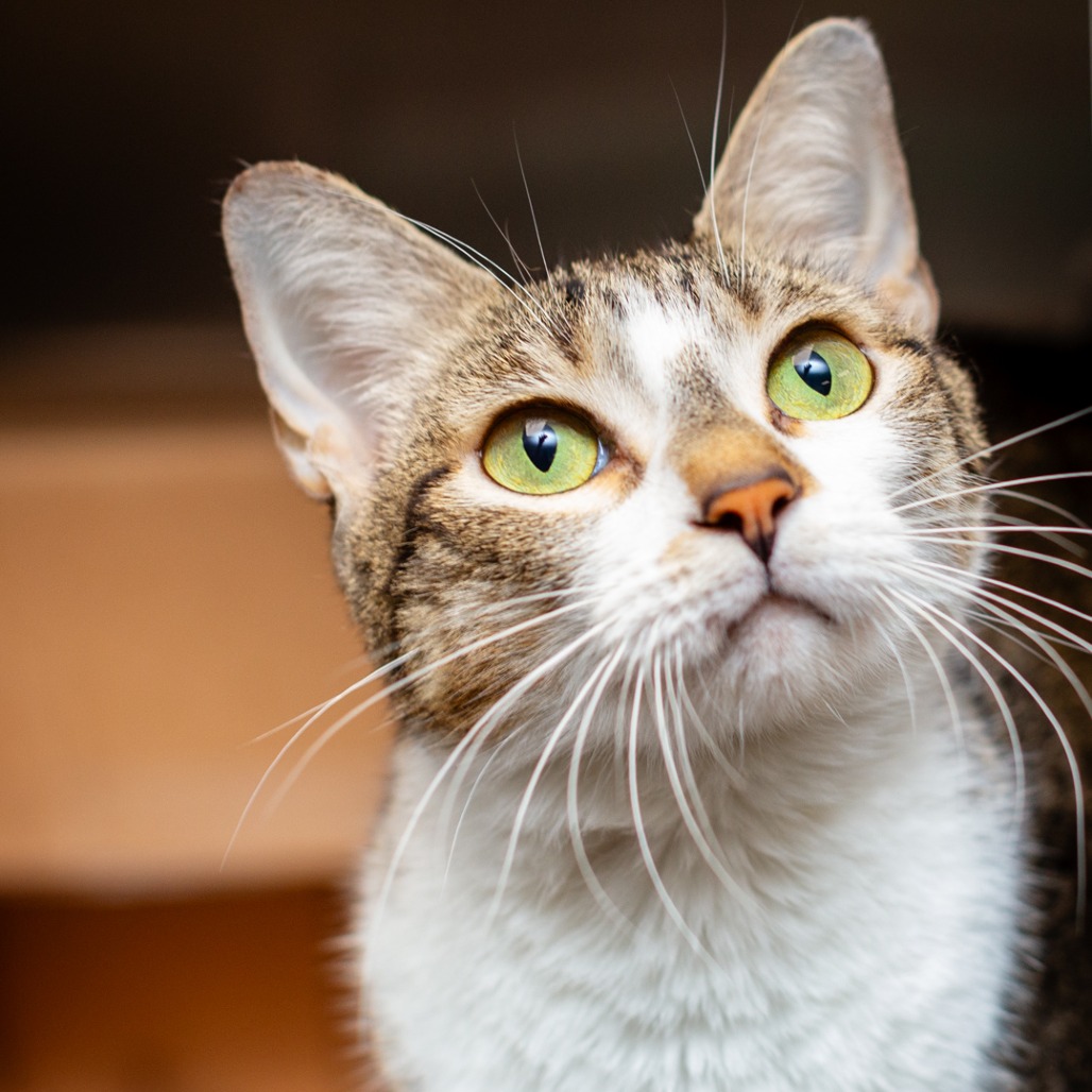 ROSIE THE CAT - Domestic Shorthair / Mix available for adoption