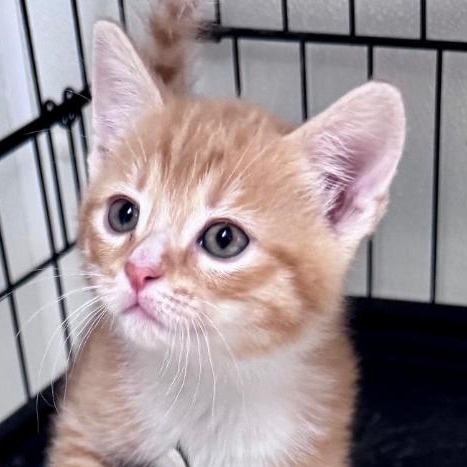 WATSON - Domestic Shorthair available for adoption