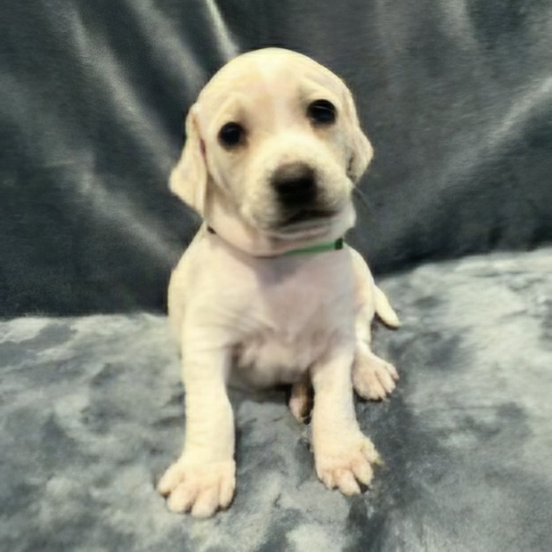 Pippi Pup Saga