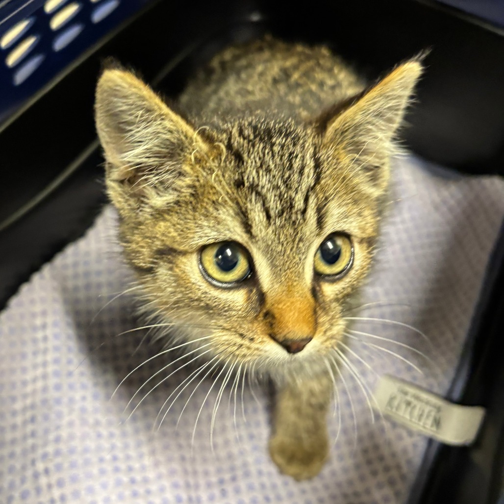 STRAY KITTEN "Hoodie"