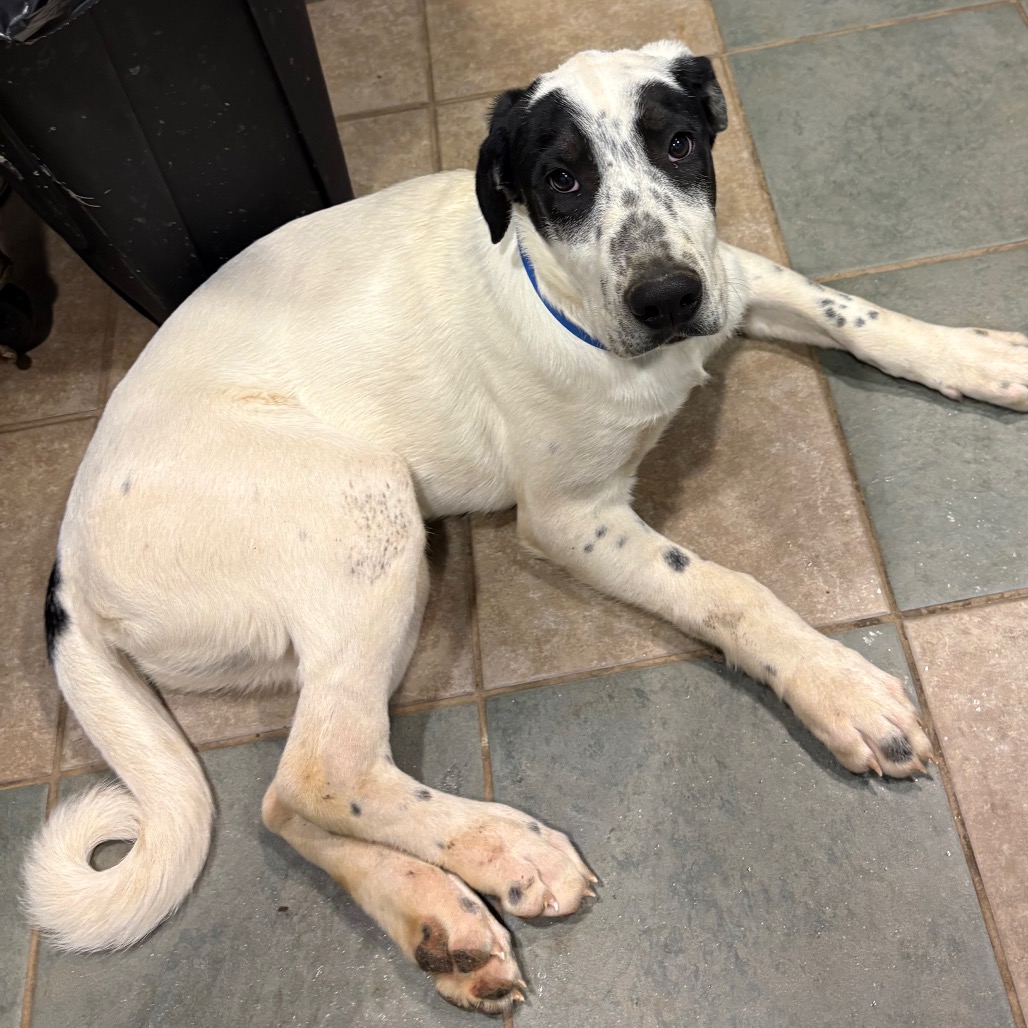 Pancake — thumbnail 8