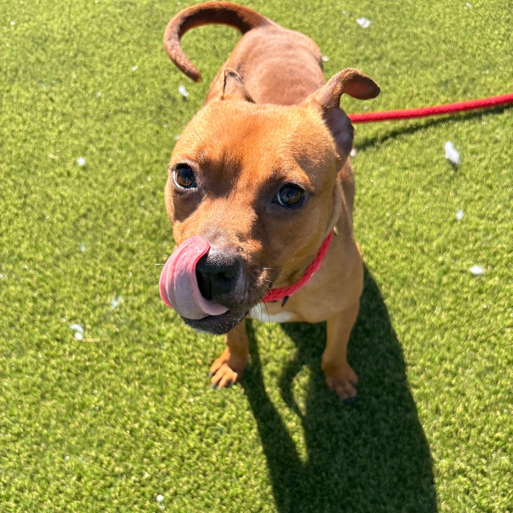 Graham — thumbnail 4