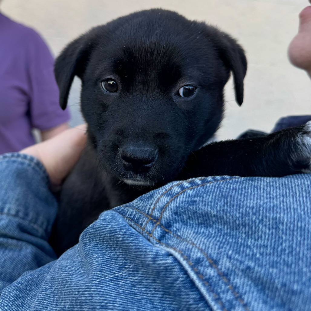 Gumbo — thumbnail 2