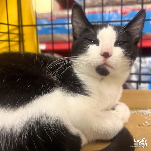 BLATHERS - Domestic Shorthair for adoption in Alexandria