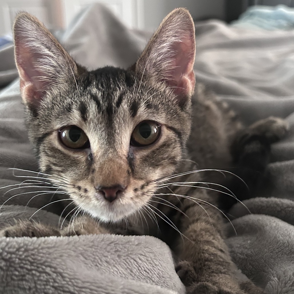 Pez, an adoptable cat