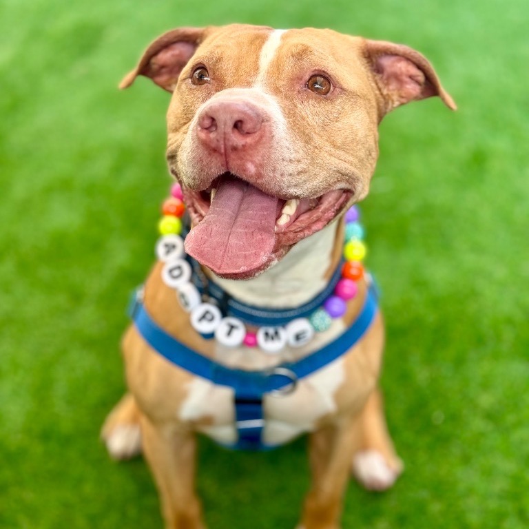 Another portrait of Lucky