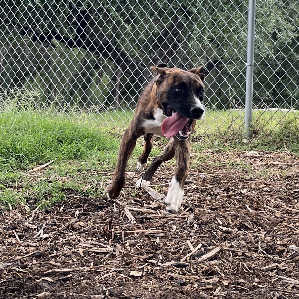 BUTCH, photo 10