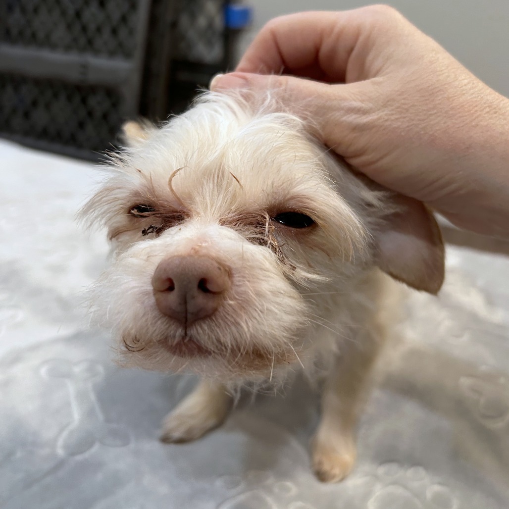 Granita — thumbnail 4