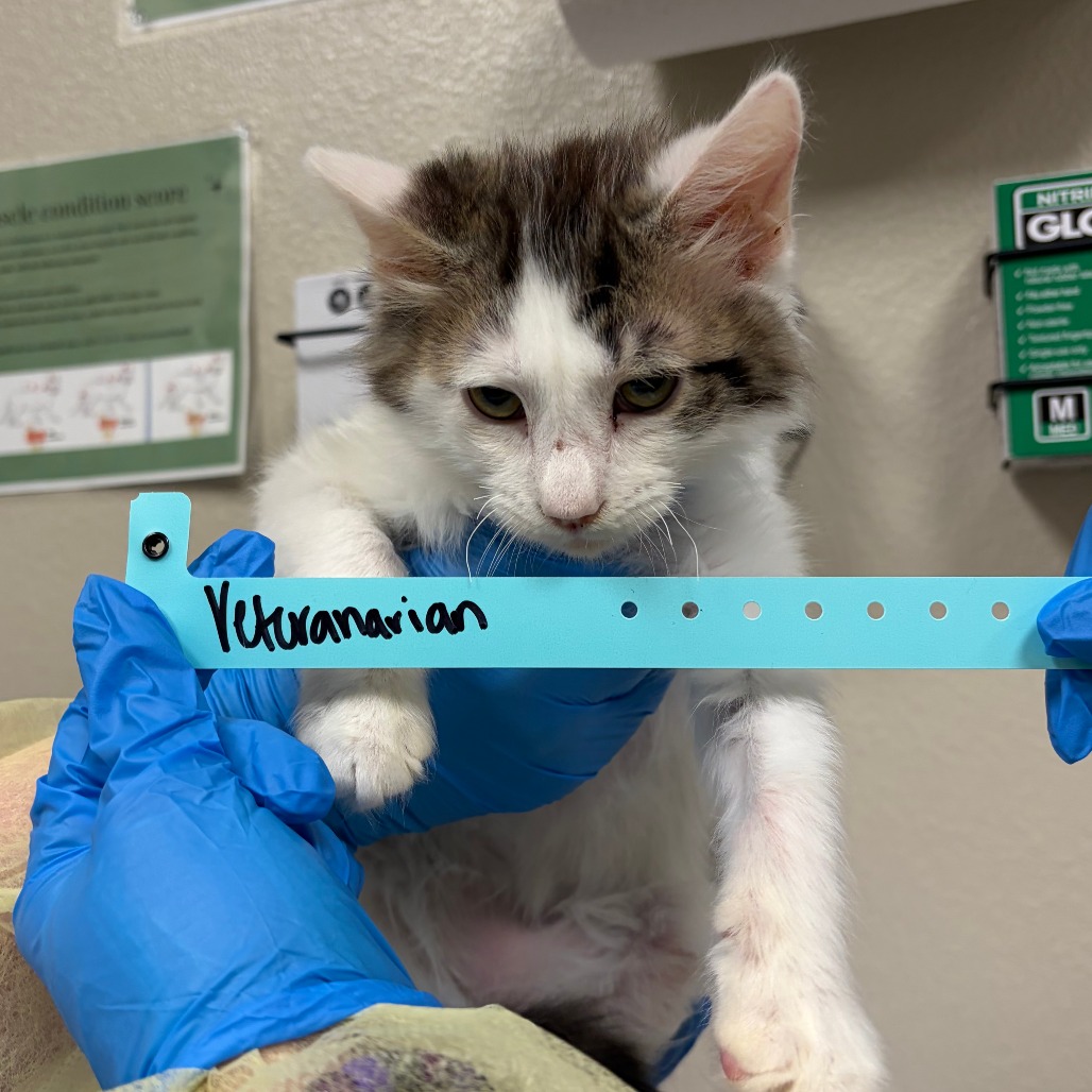 Veterinarian