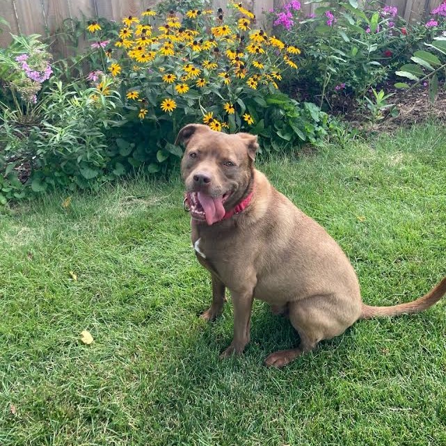 Rex, photo 16