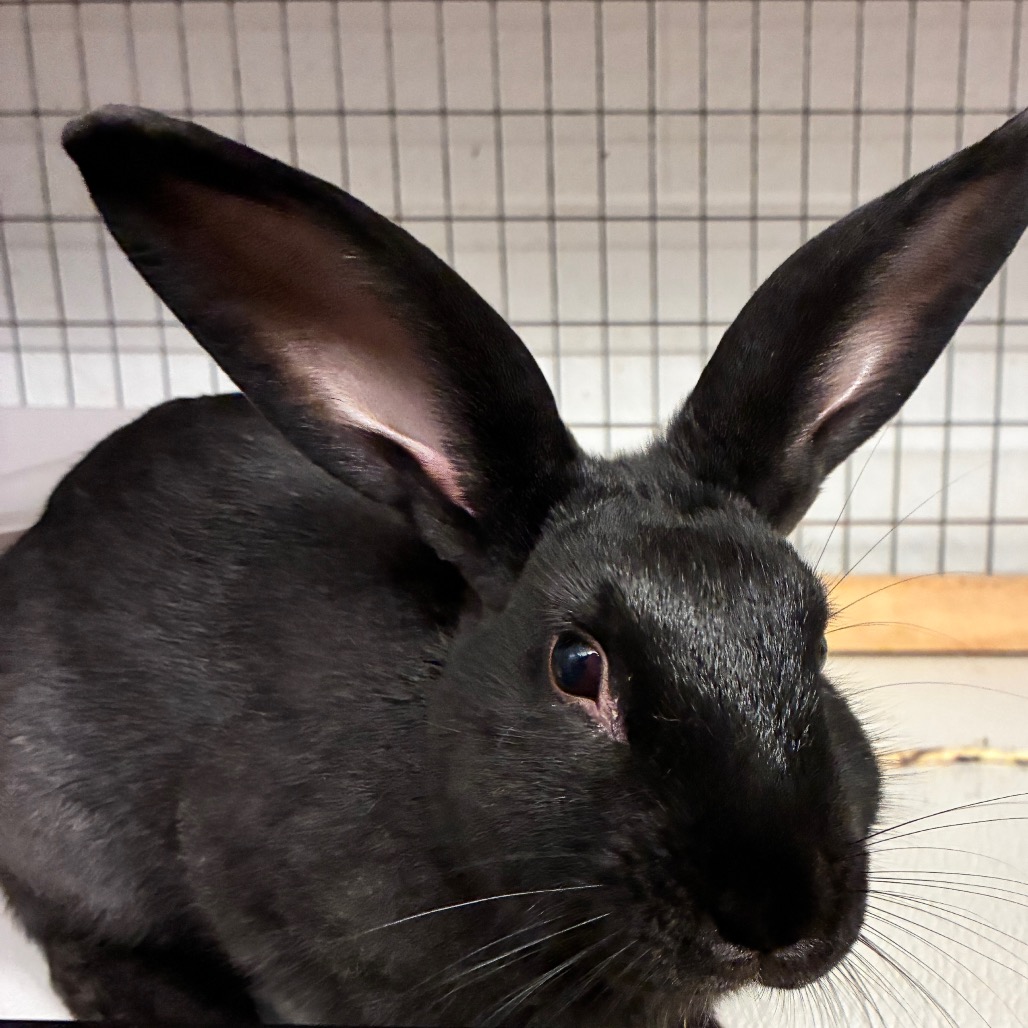 BOBINSKI - American available for adoption