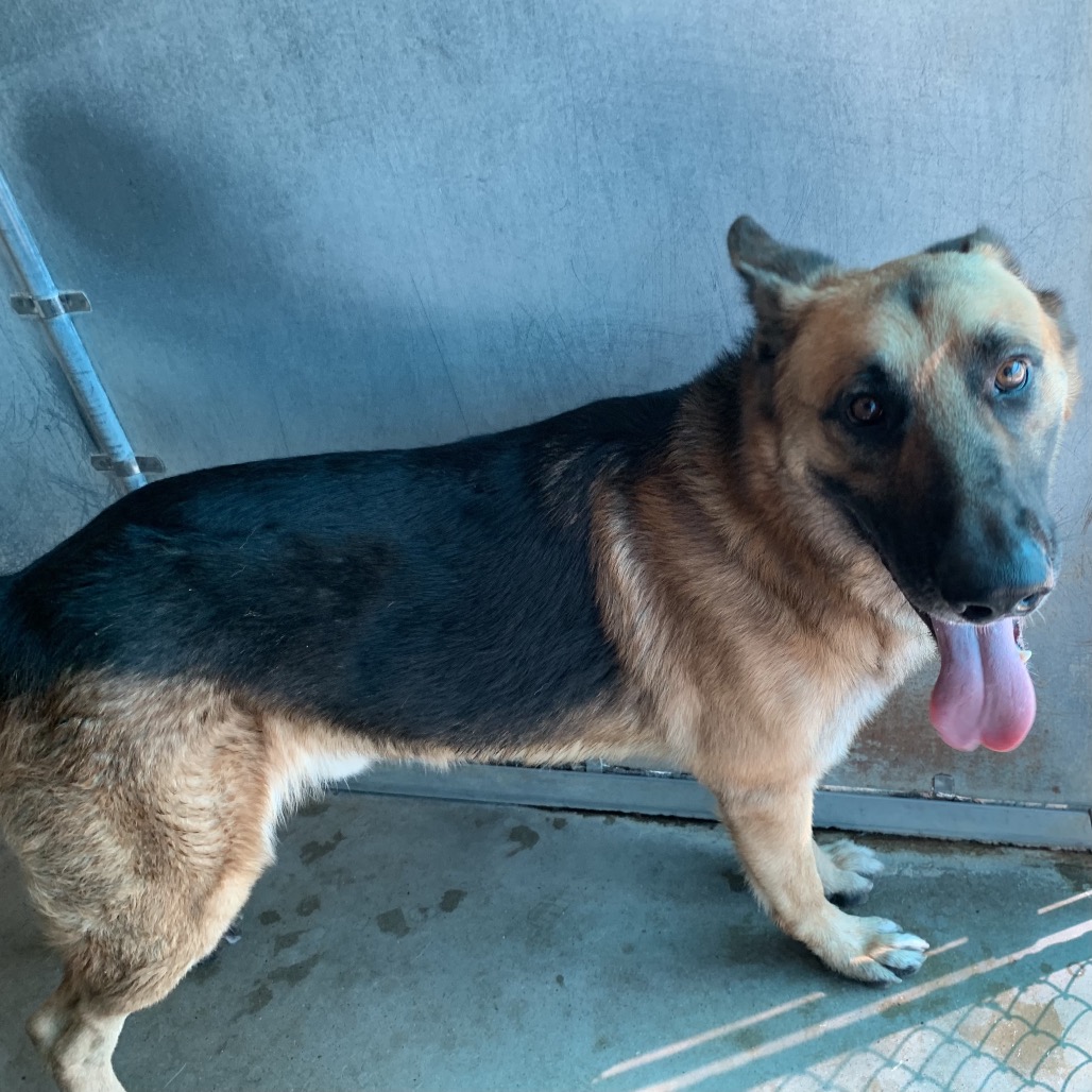 ABRAHAM - Shepherd / German available for adoption