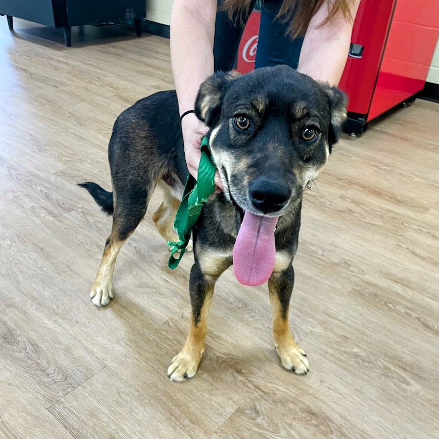 Maverick — thumbnail 2