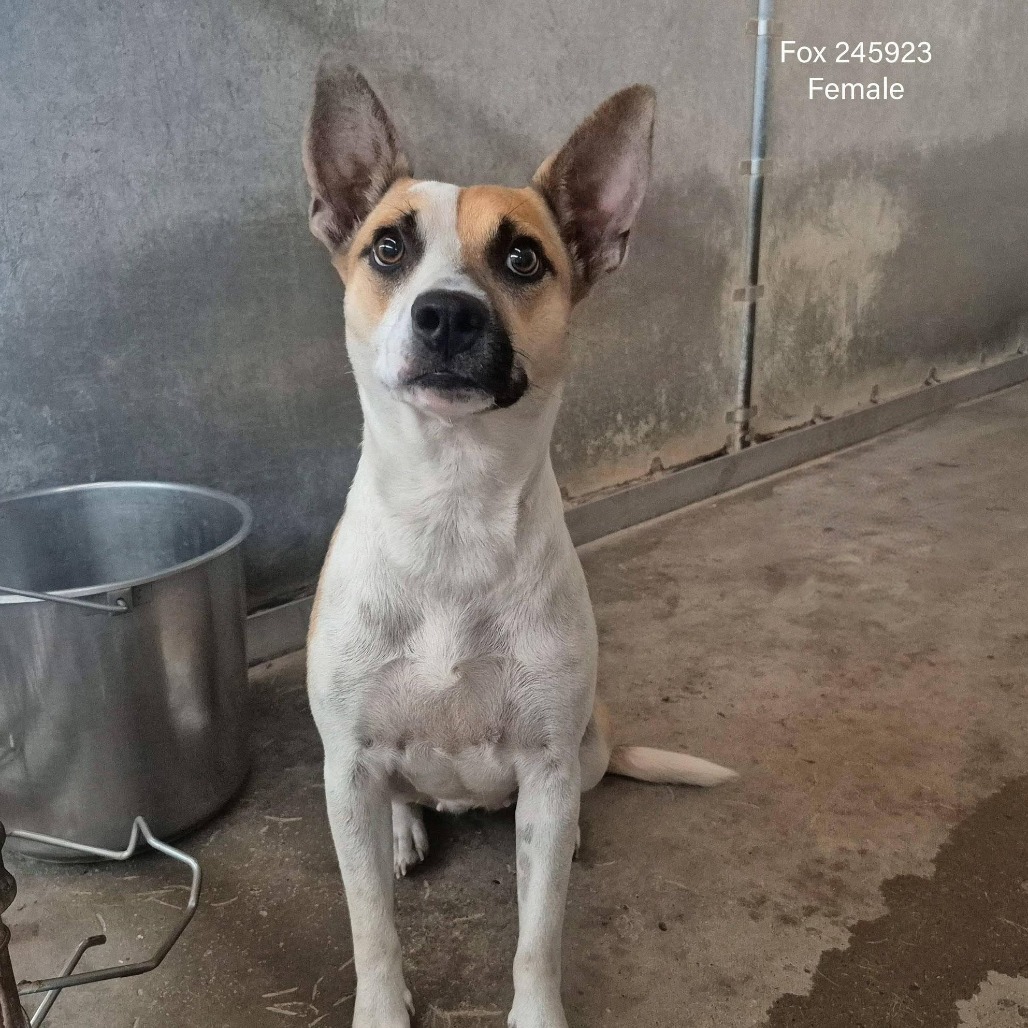 Photo of Fox, available for adoption at PVAS