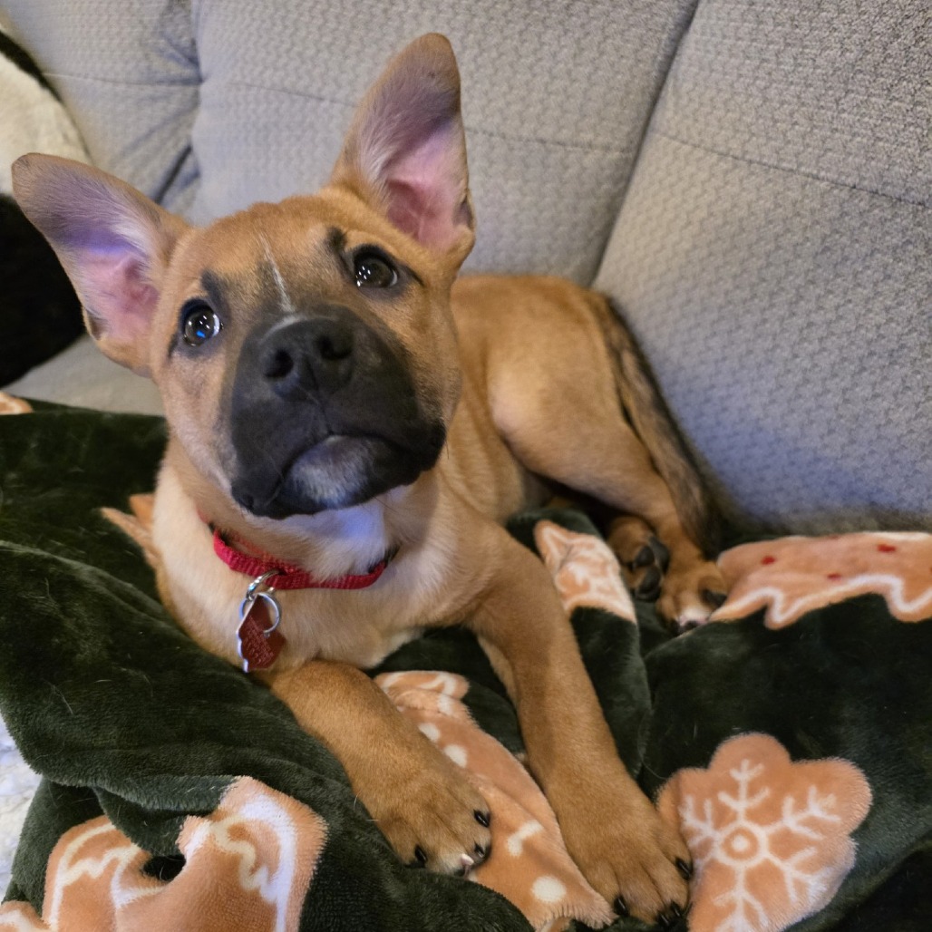 Mandolin Rain — thumbnail 4