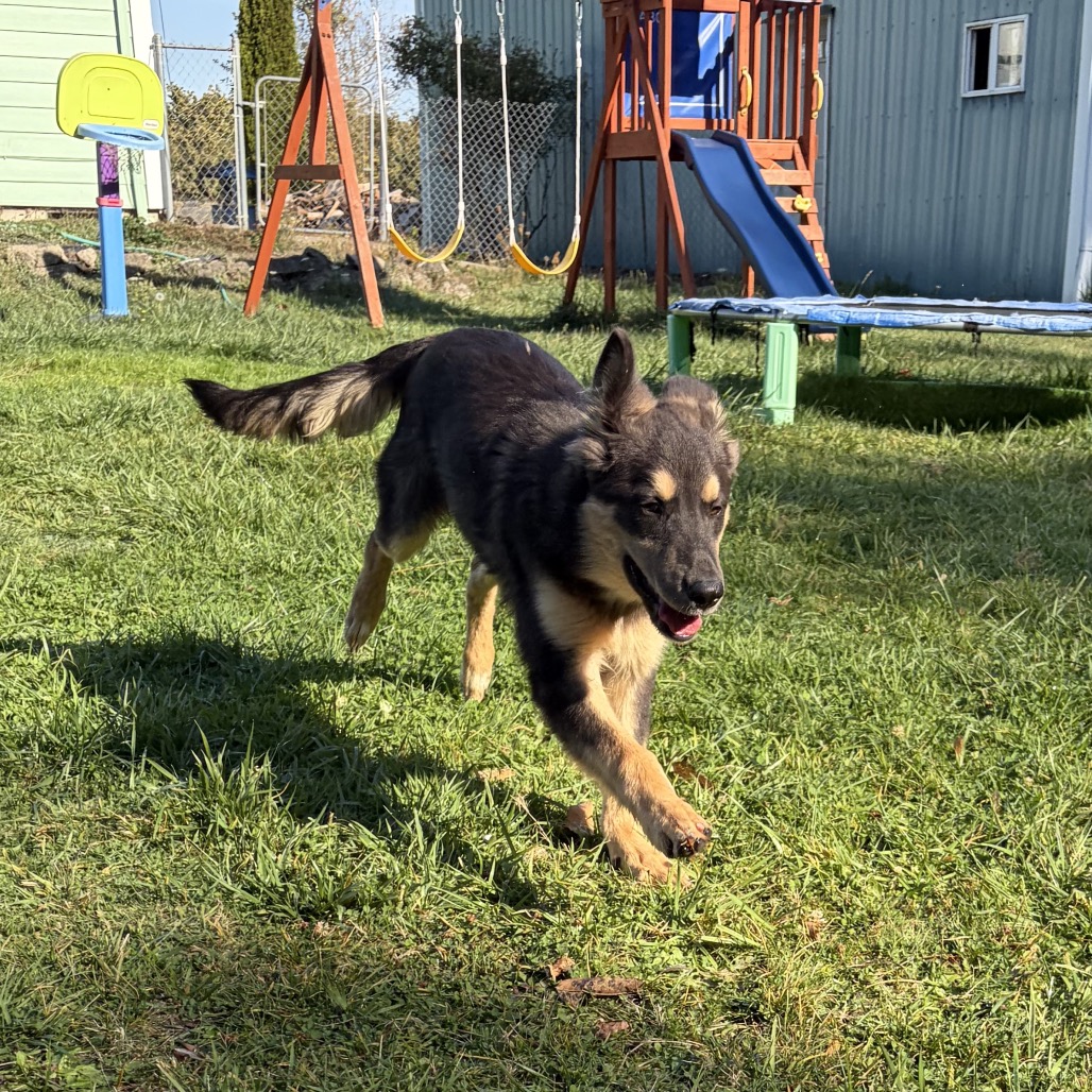Baloo, photo 7