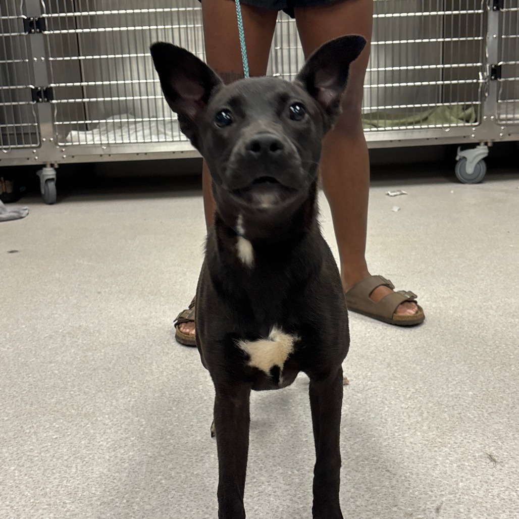 METEOROLOGIST - Retriever, Labrador / Mix available for adoption