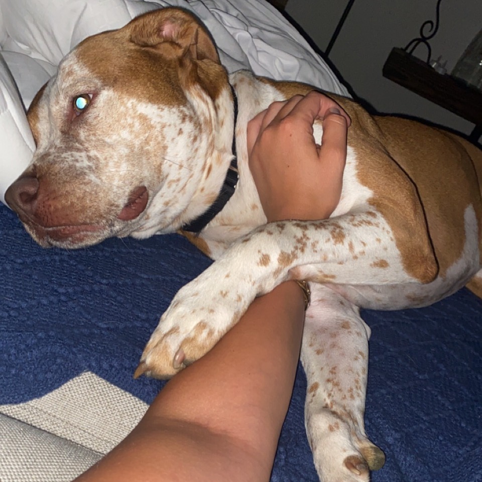 Bentley - Home to Home, photo 8