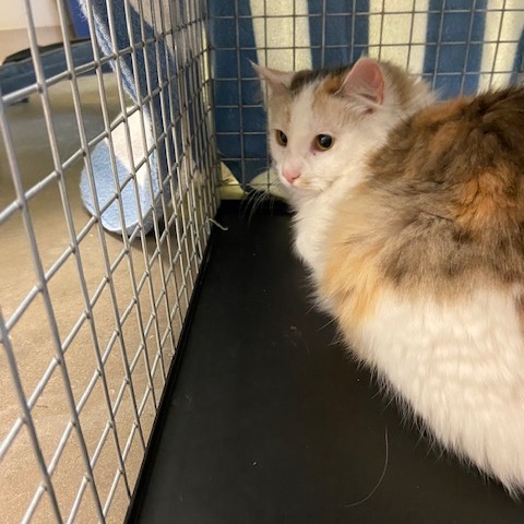 Photo of PGH-Stray-118013